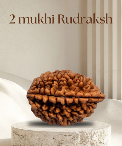 2 Mukhi Rudraksha