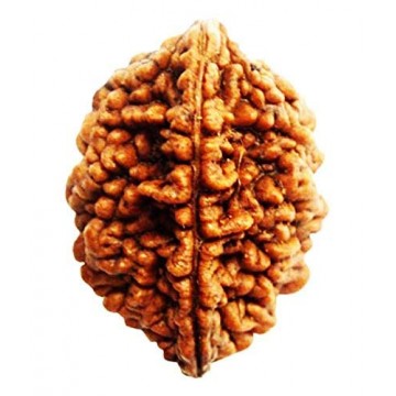 2 Mukhi Rudhraksh