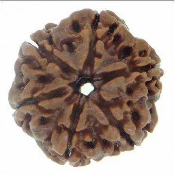 6 Mukhi Rudhraksh