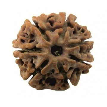 7 Mukhi Rudhraksh