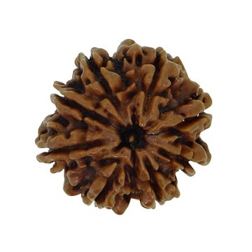 8 Mukhi Rudhraksh