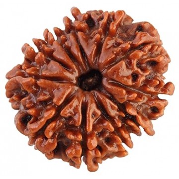 10 Mukhi Rudhraksh