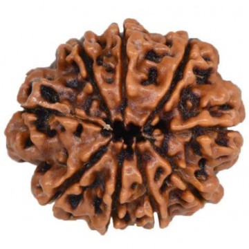 9 Mukhi Rudhraksh