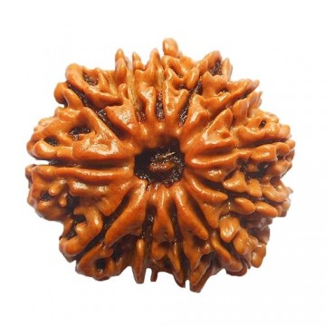 12 Mukhi Rudhraksh