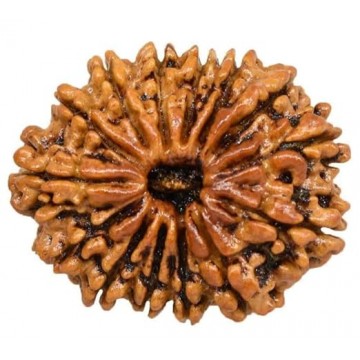 14 Mukhi Rudhraksh