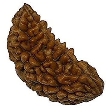 1 Mukhi Rudhraksh