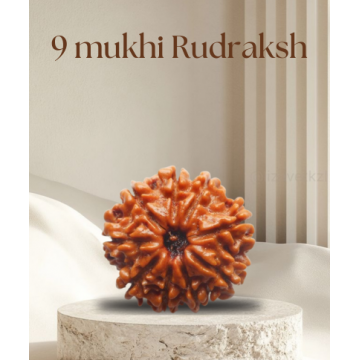 9 Mukhi Rudhraksh