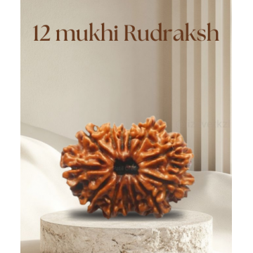 12 Mukhi Rudhraksh