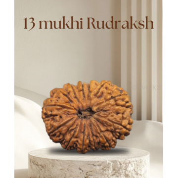 13 Mukhi Rudhraksh