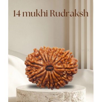 14 Mukhi Rudhraksh