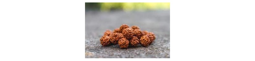 Natural Rudraksha