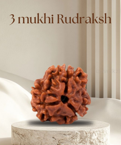 3 Mukhi Rudraksha