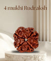 4 Mukhi Rudraksha