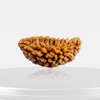 1 Mukhi Rudraksha