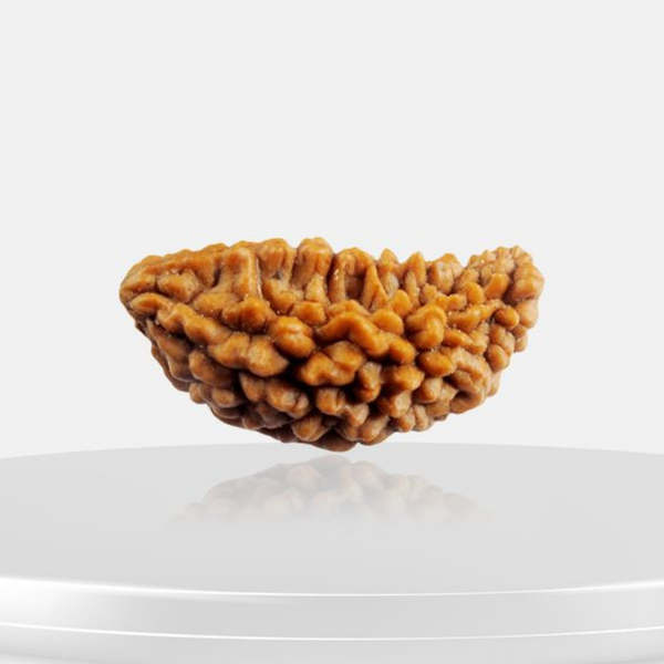 1 Mukhi Rudraksha