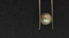 South Sea Pearl~6.62 Cts