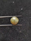 Golden South Sea Pearl - 6.58 Cts